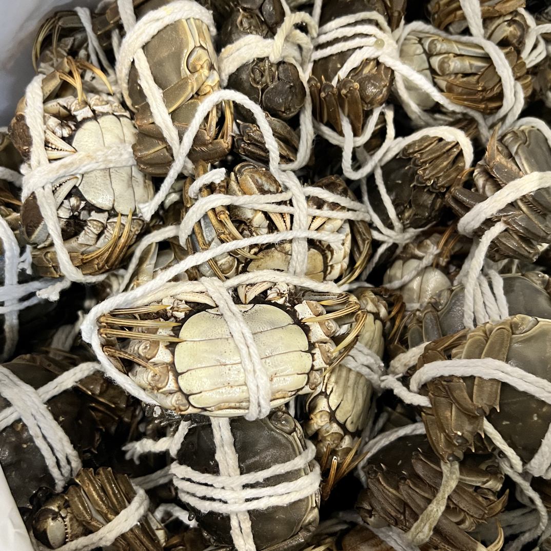 江苏洪泽湖活蟹大闸蟹母蟹2.0两（一只）