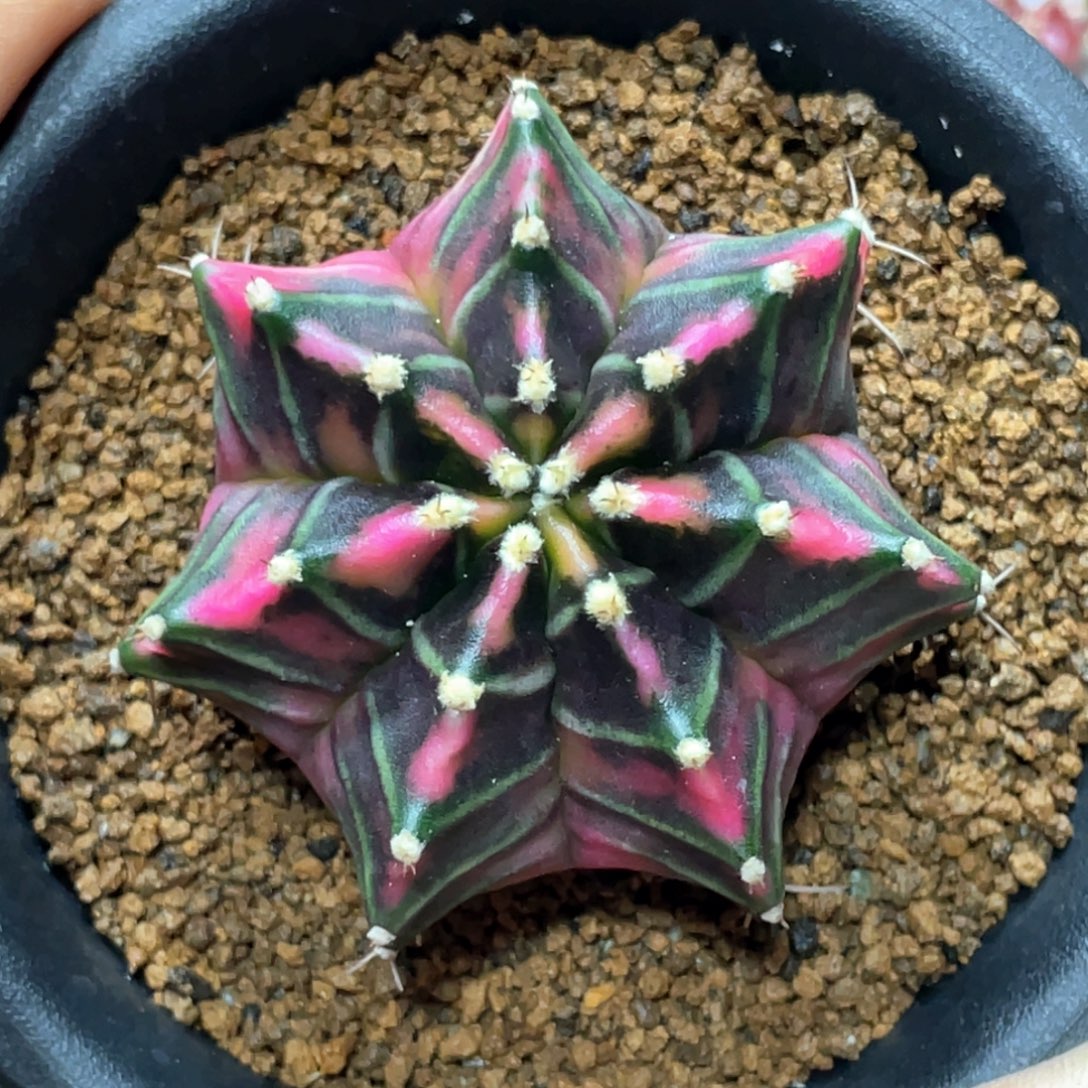 当前无花朵，栽培后可花朵紫粉米哈锦