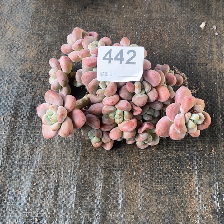 L***a然的多肉鱼一拍442
