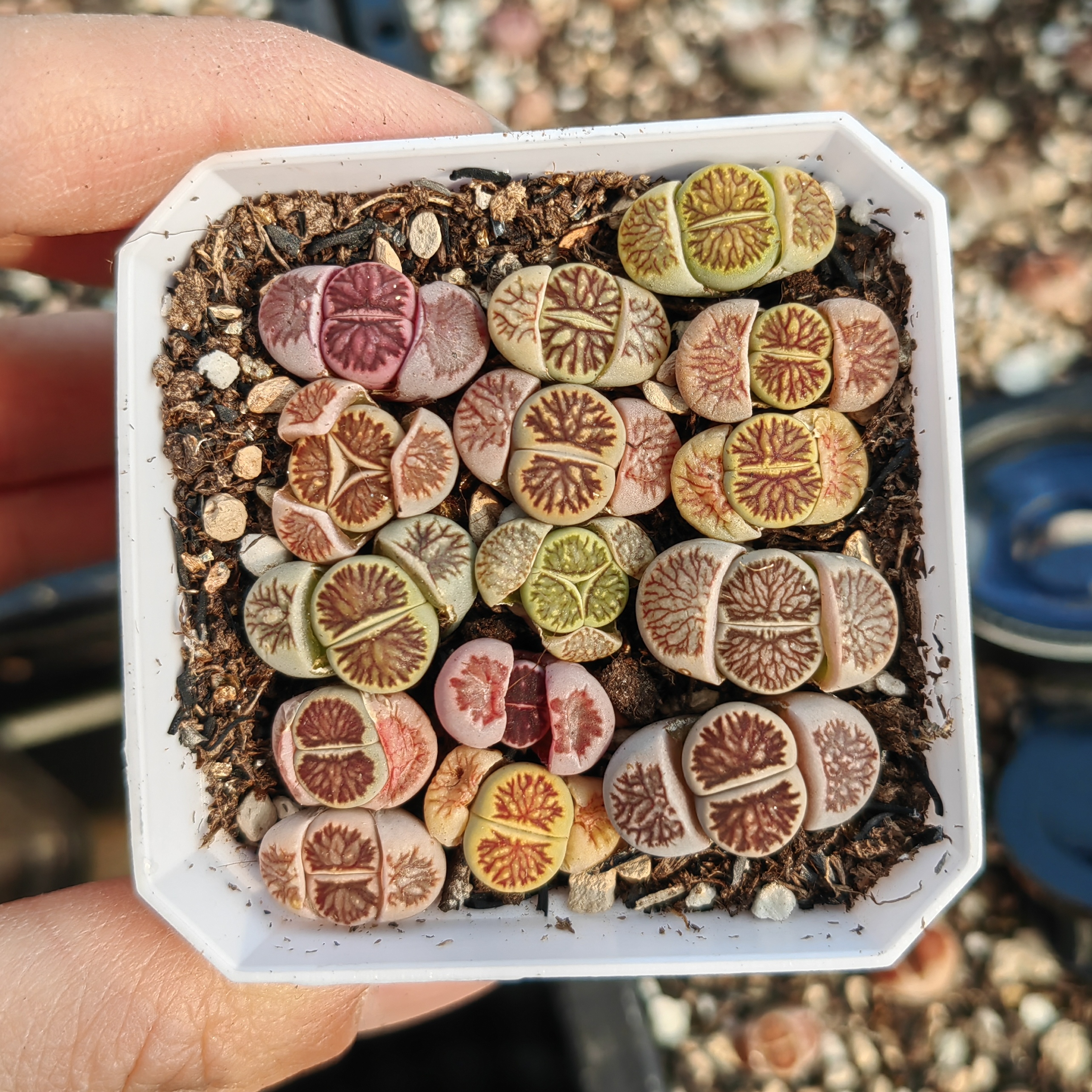 优选高品质红窗菊一物一拍，紫菊，菊纹章菊纹章