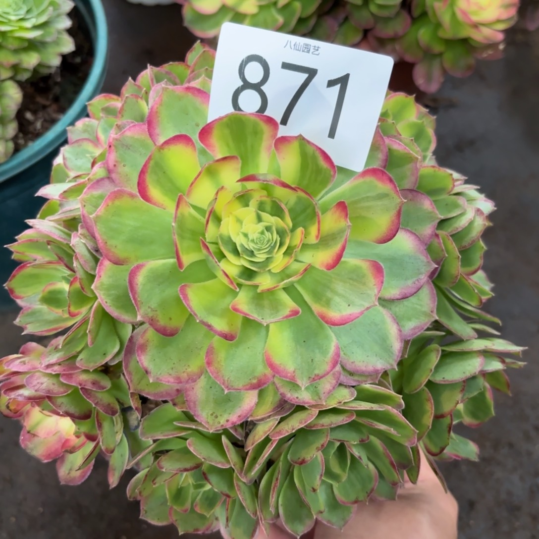 871多肉植物海鲜特价