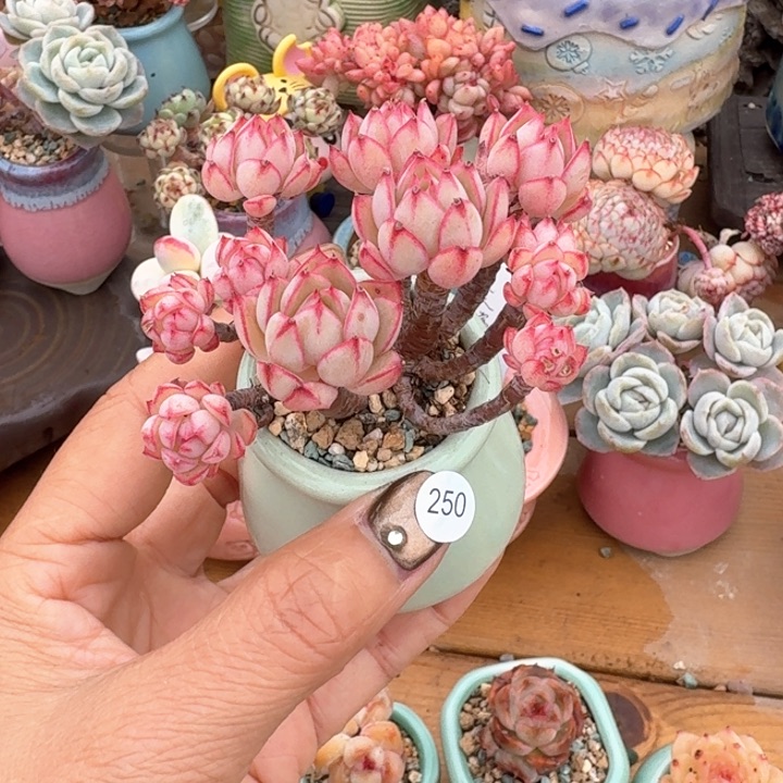 250 多肉含盆土 30元包邮 除偏远