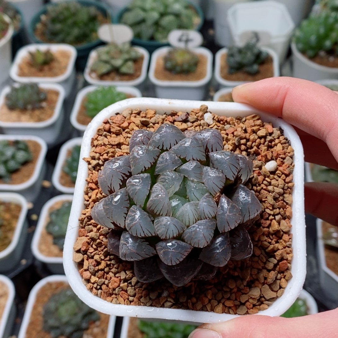 紫姬冰灯玉露多肉