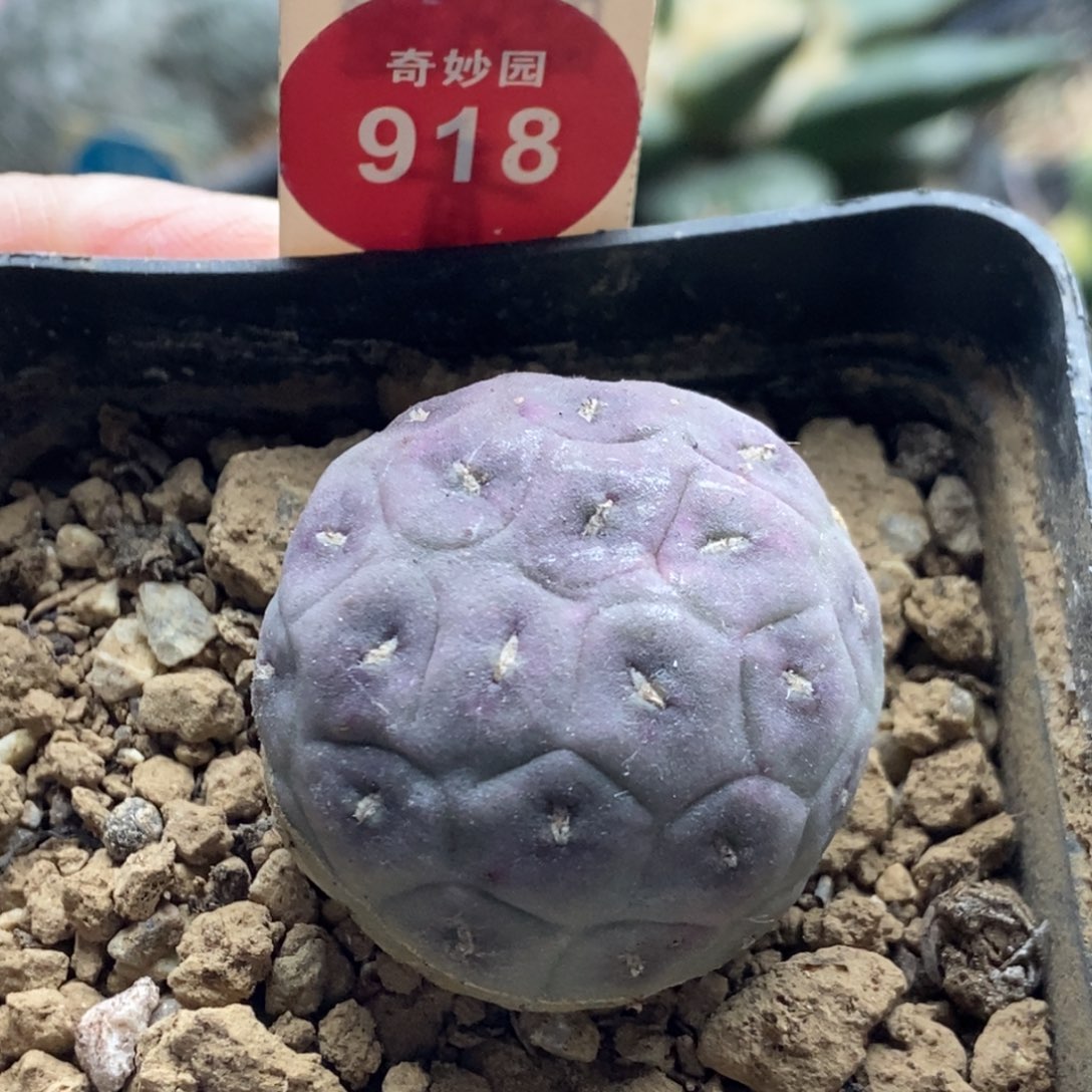 自根无刺紫皮习志野一棵