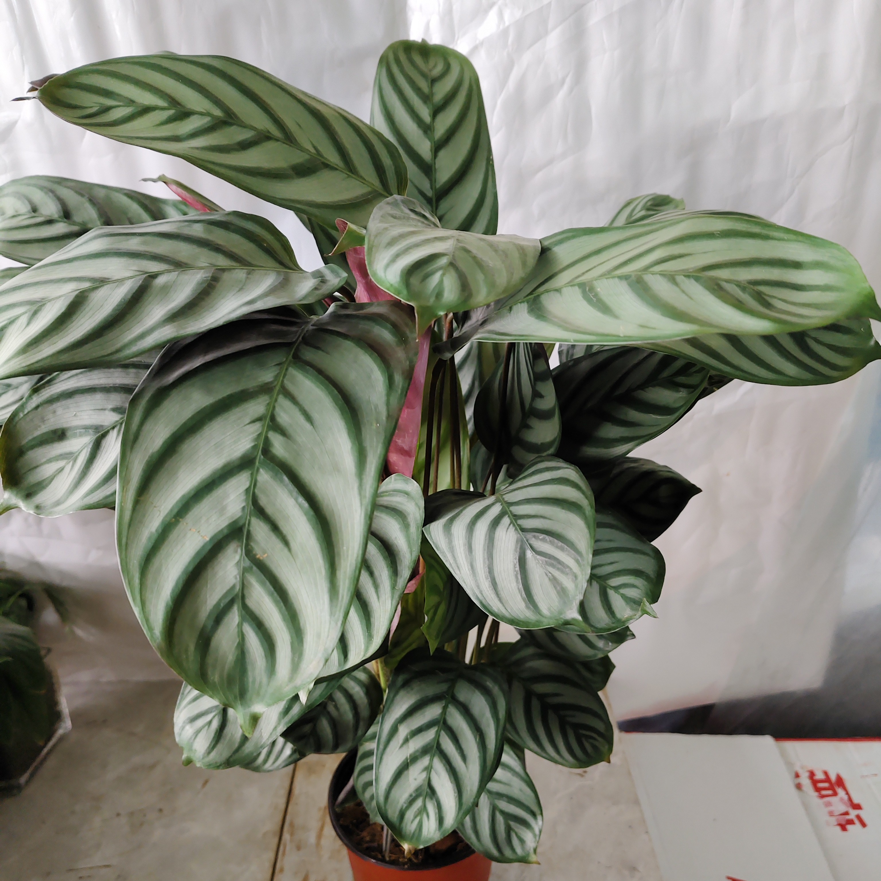 营养盆栽大根飞羽