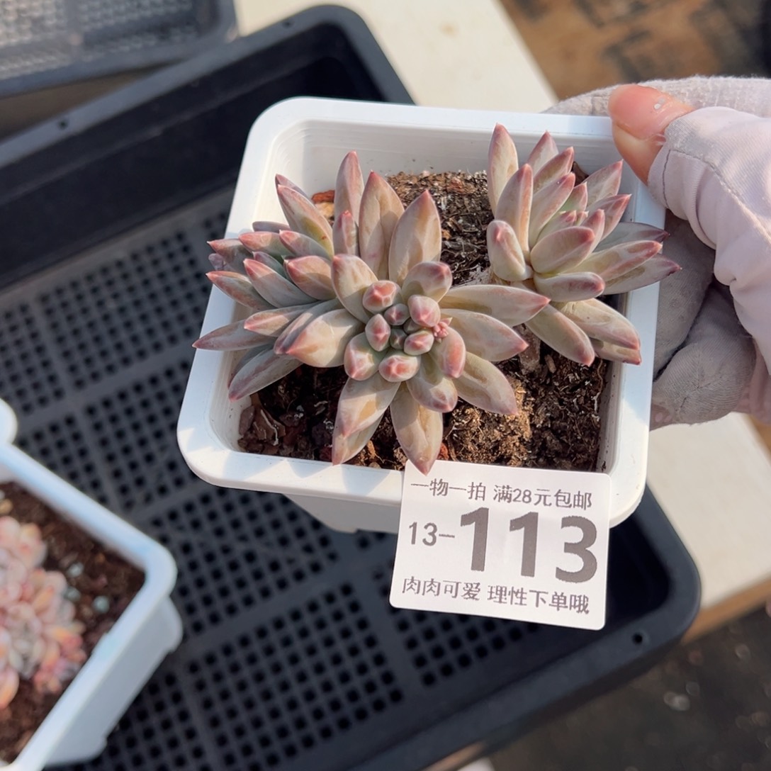 陨石多肉多肉多肉多肉