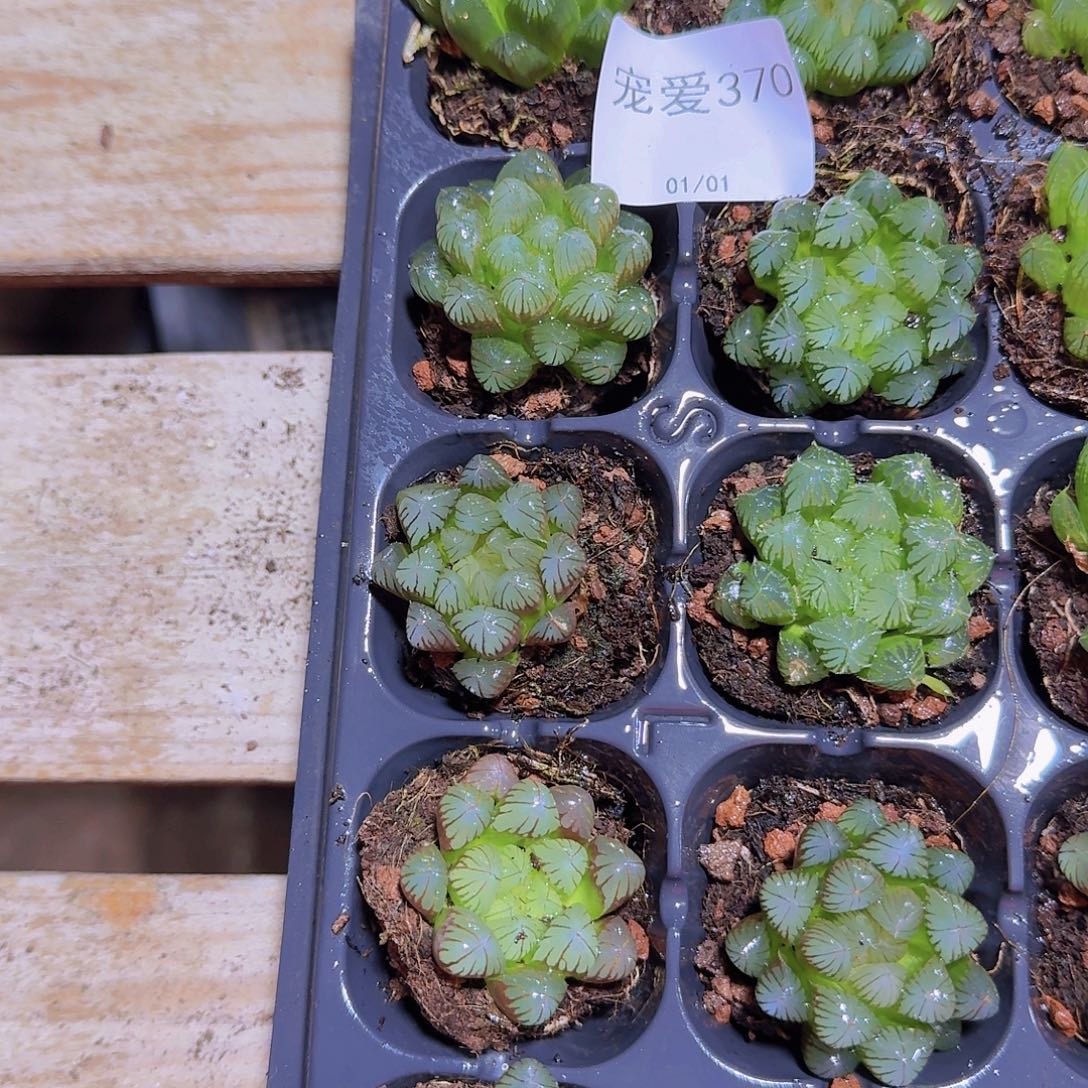 直播福利一物一拍370