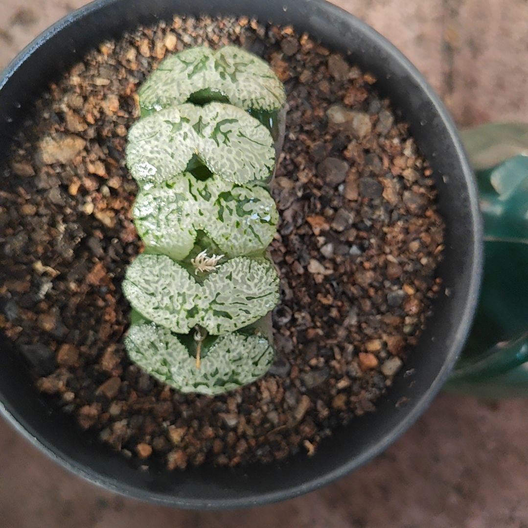 极翠守冰一颗多肉植物