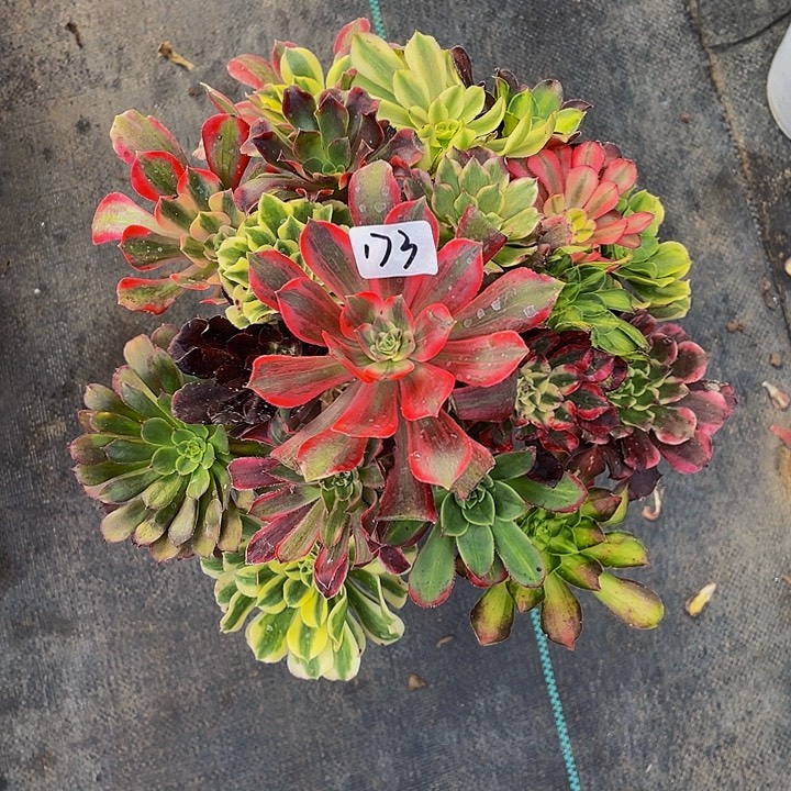 小***0架接000000000173号