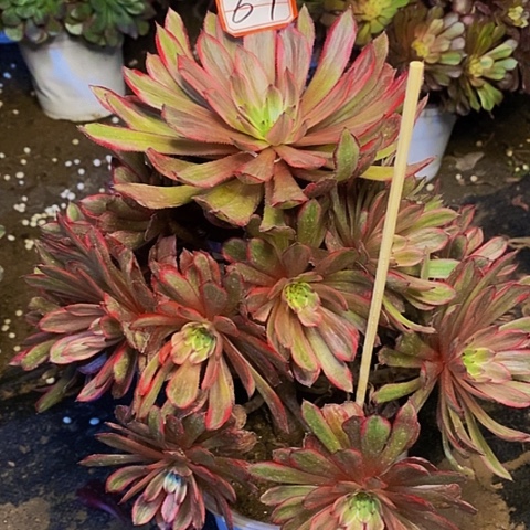 紫霞仙子老桩捧花法师67链接