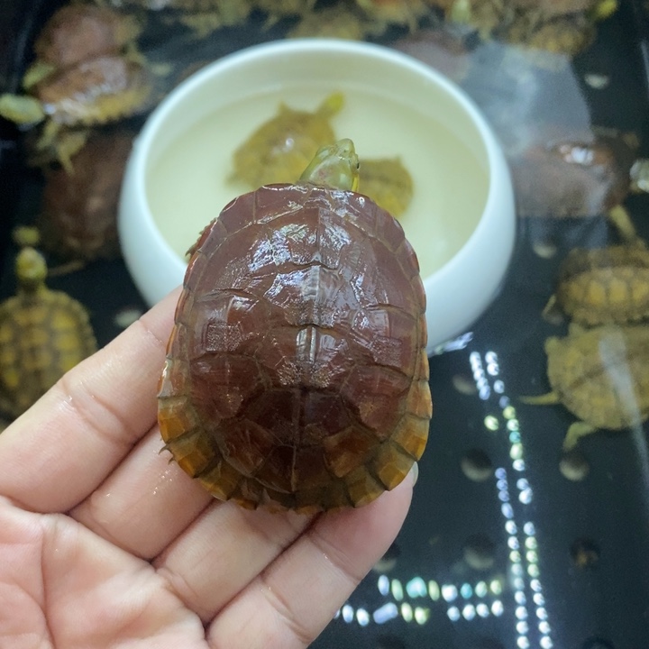 小***一绿毛龟母12345678