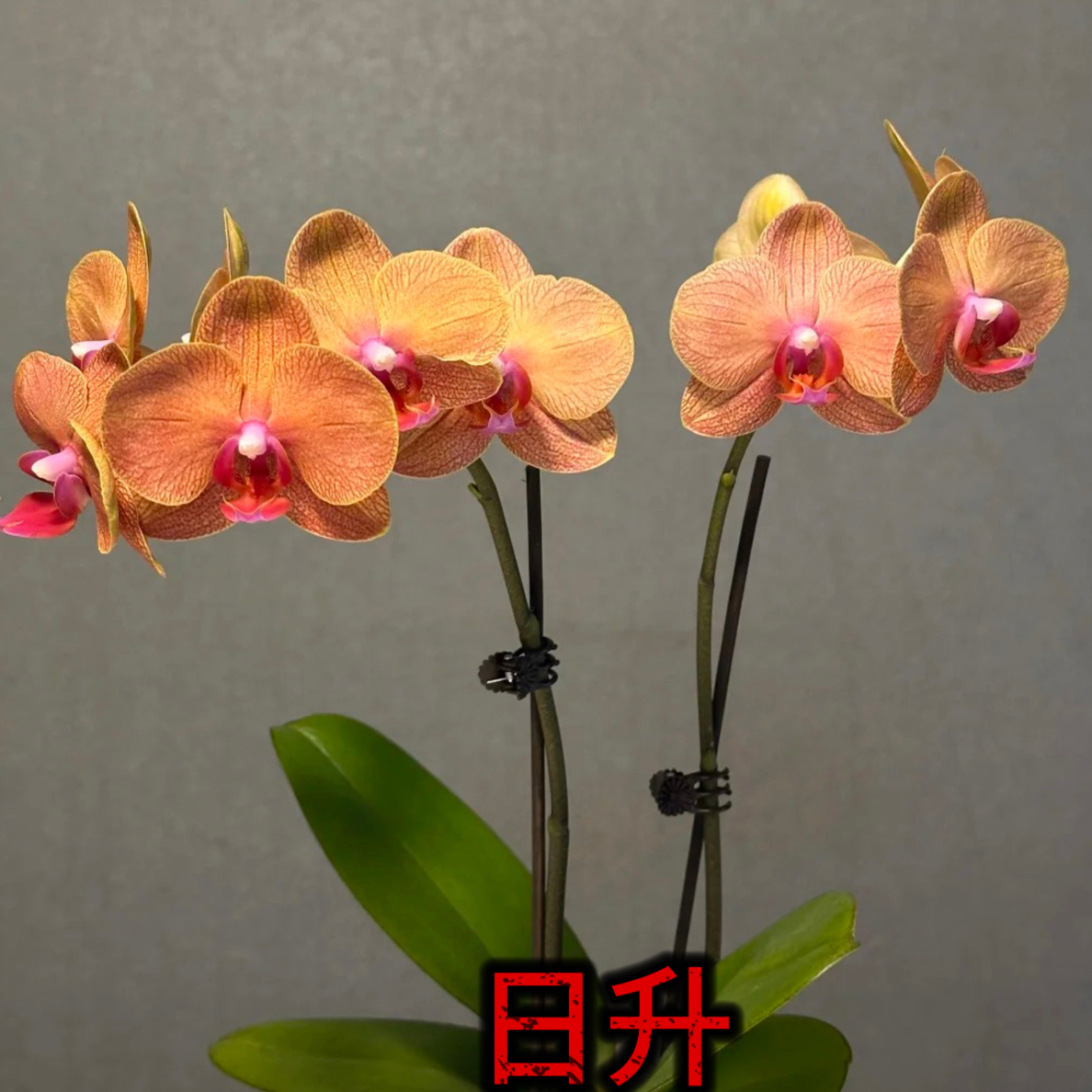 【日升】3.0寸花瓣呈丝绒质感中小型花蝴蝶兰
