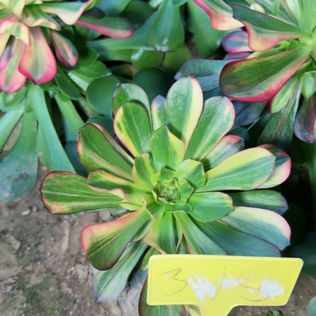 3-15-++无毒七彩多头