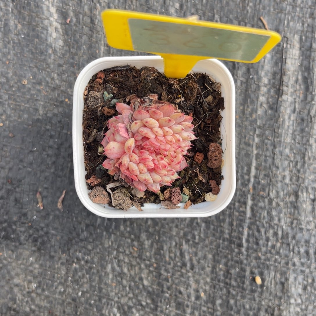 云尘多肉一物一拍360