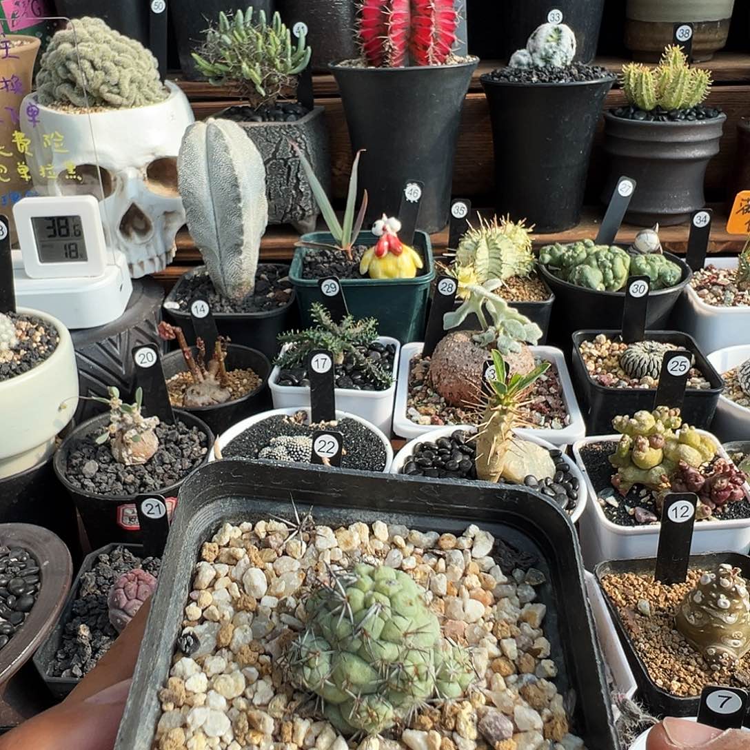 搬***手帝王丸自根带盆发货