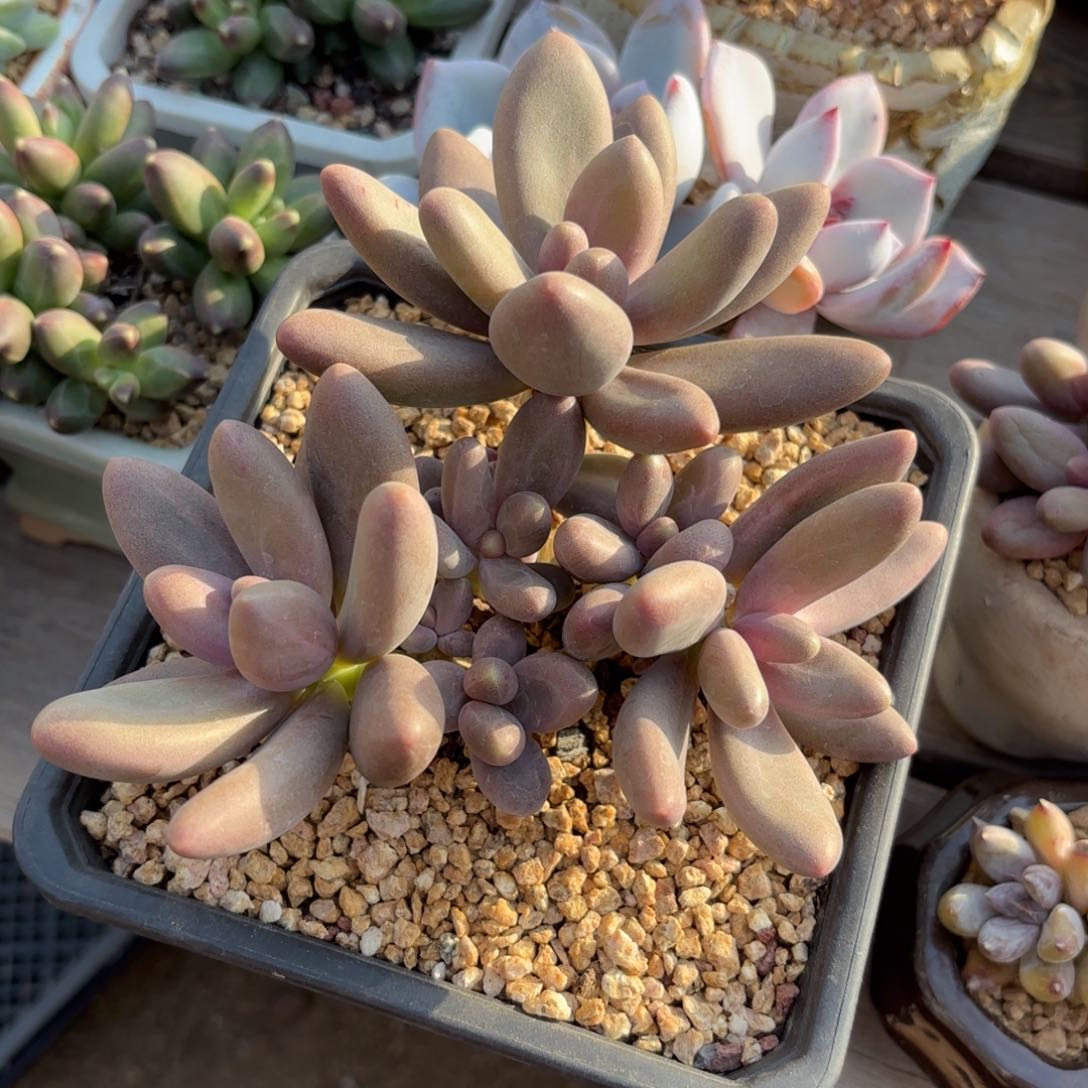 糖果美人 1111111111111