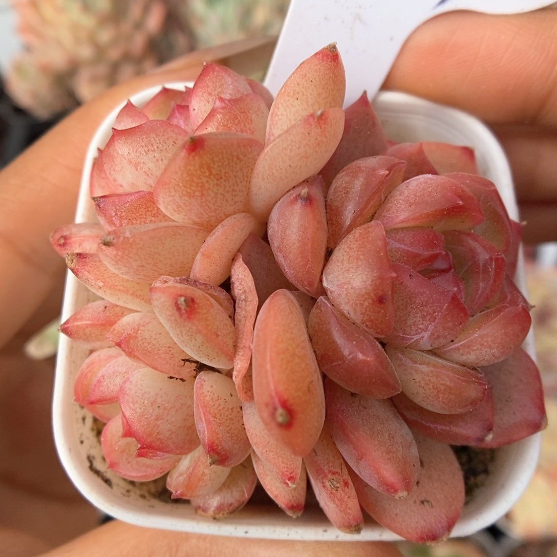 琴心群生497号。 