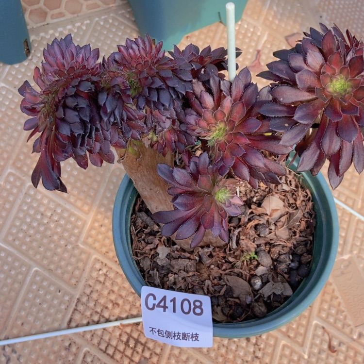 【闪购商品】4108多肉