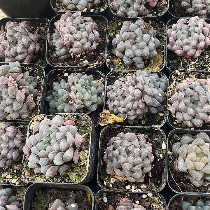 4颗装紫色款玉露昆明直发