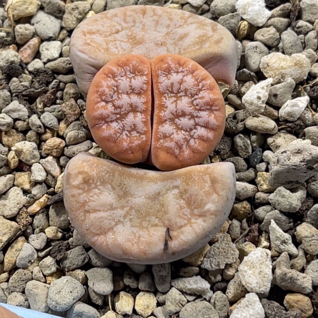 7473拿铁309a岛田奶霜荒玉