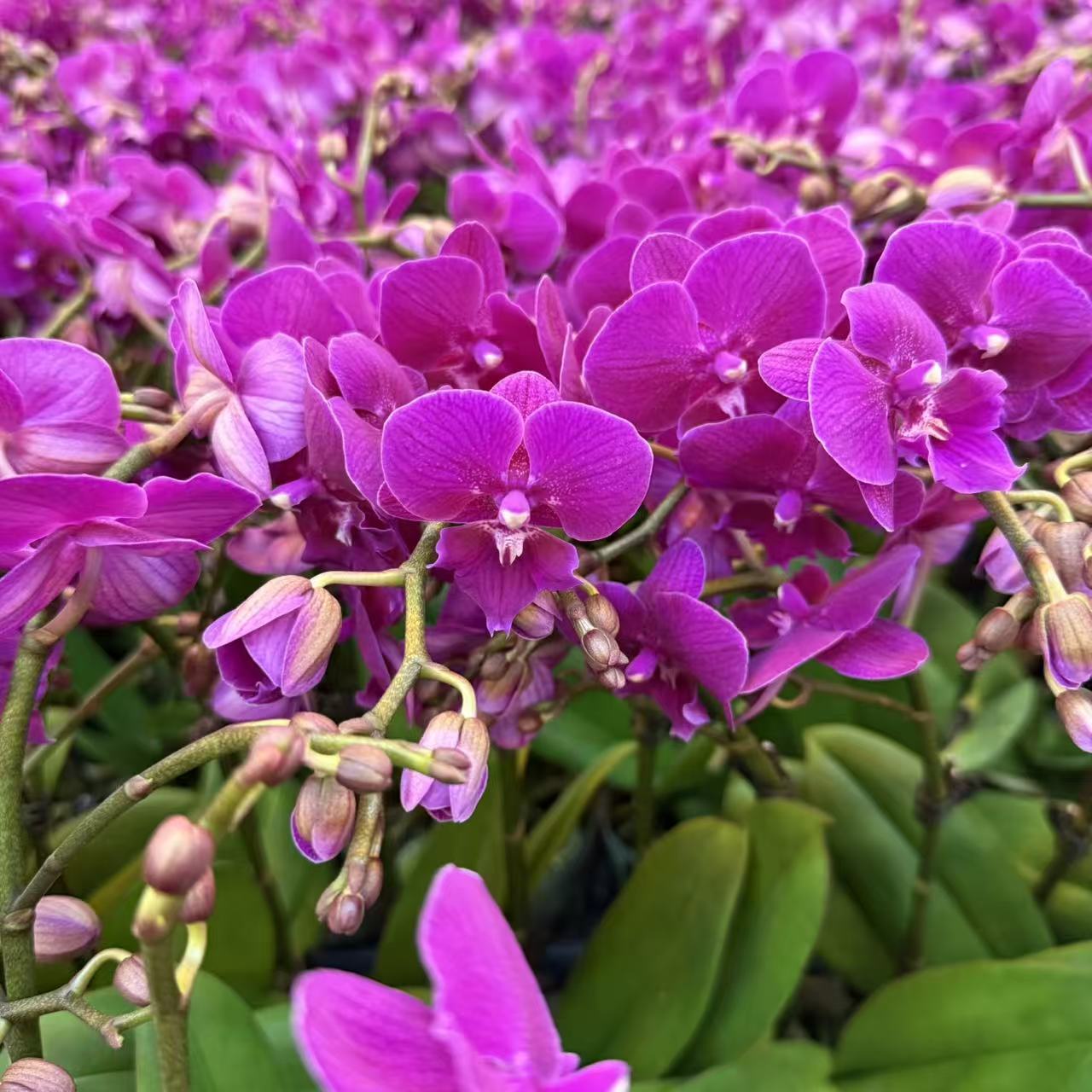 精选蝴蝶兰【麦芽糖1】粉紫色蝴蝶兰室内花卉绿植长花期