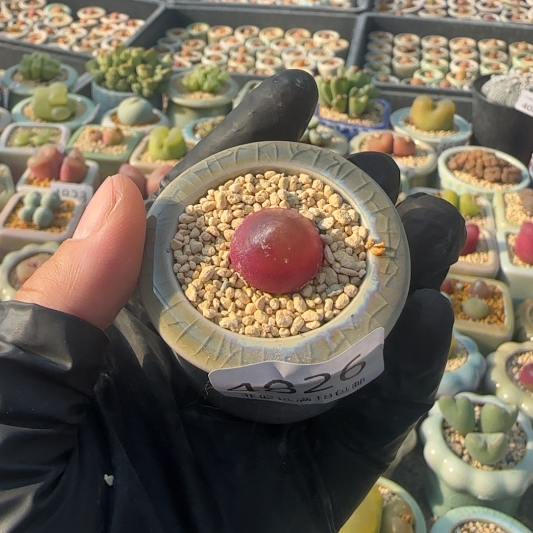 4826--一物一拍 带盆