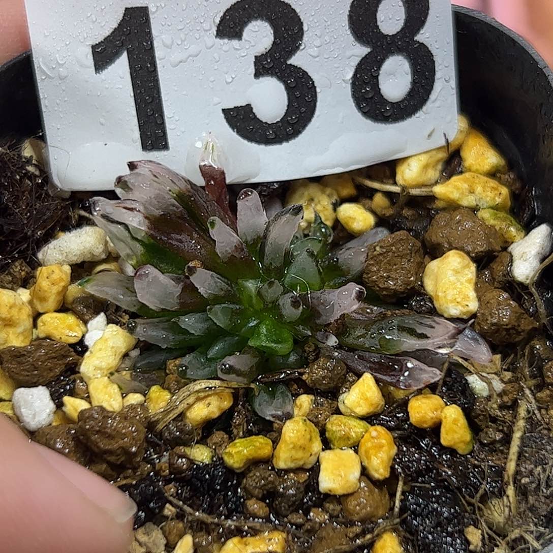 子弹头十二卷多肉植物公园