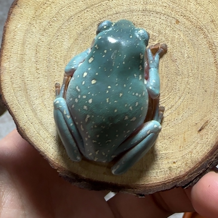 老爷树蛙4 浅蓝色小雪