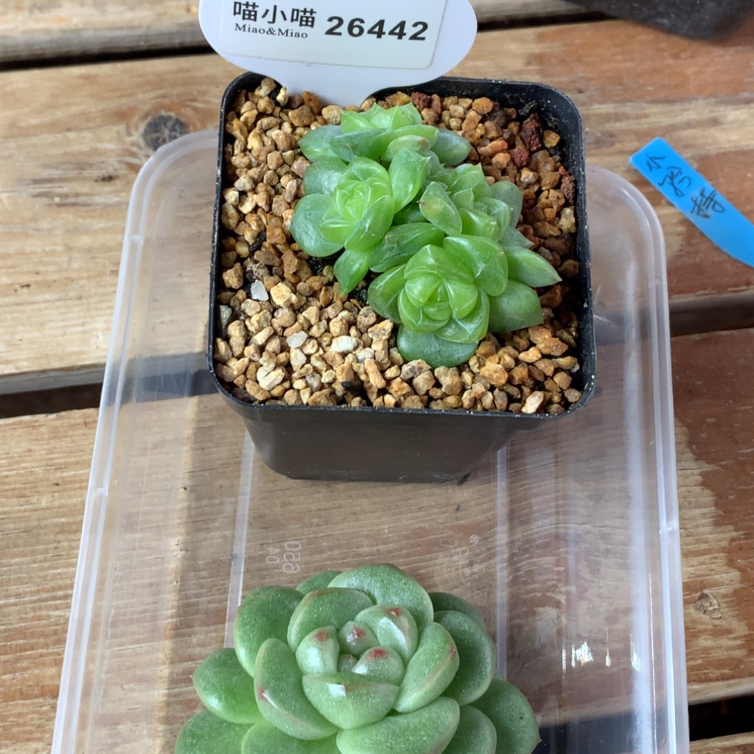 马***？多肉植物杂交珍妮