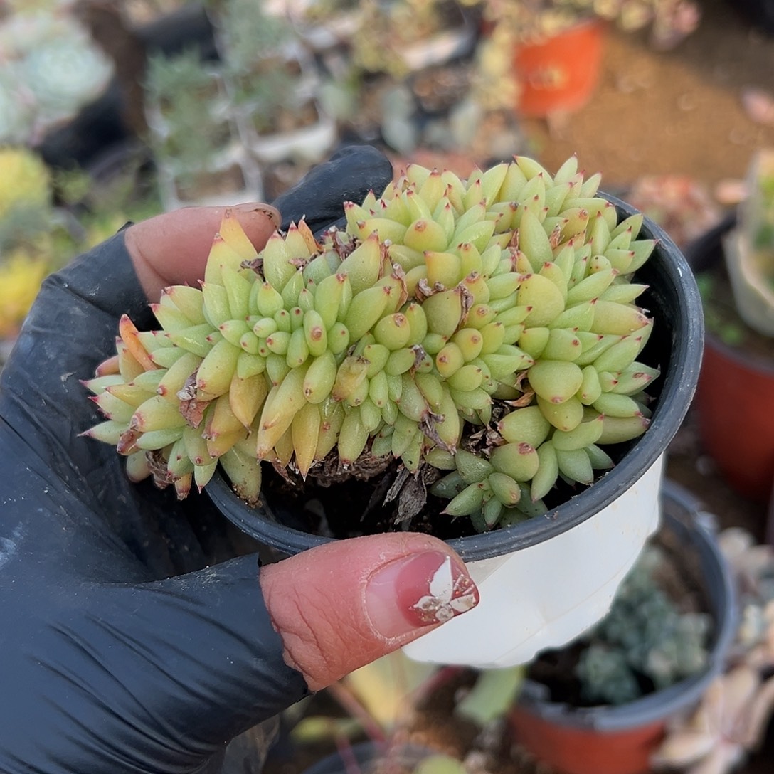 多肉植物虎鲸缀化化