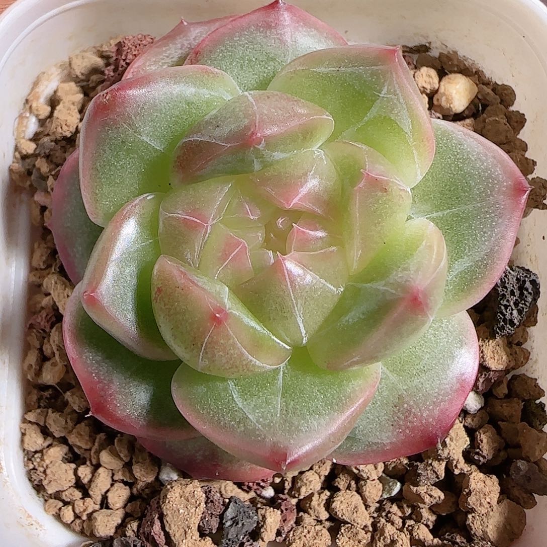 1108----650钻石珍妮