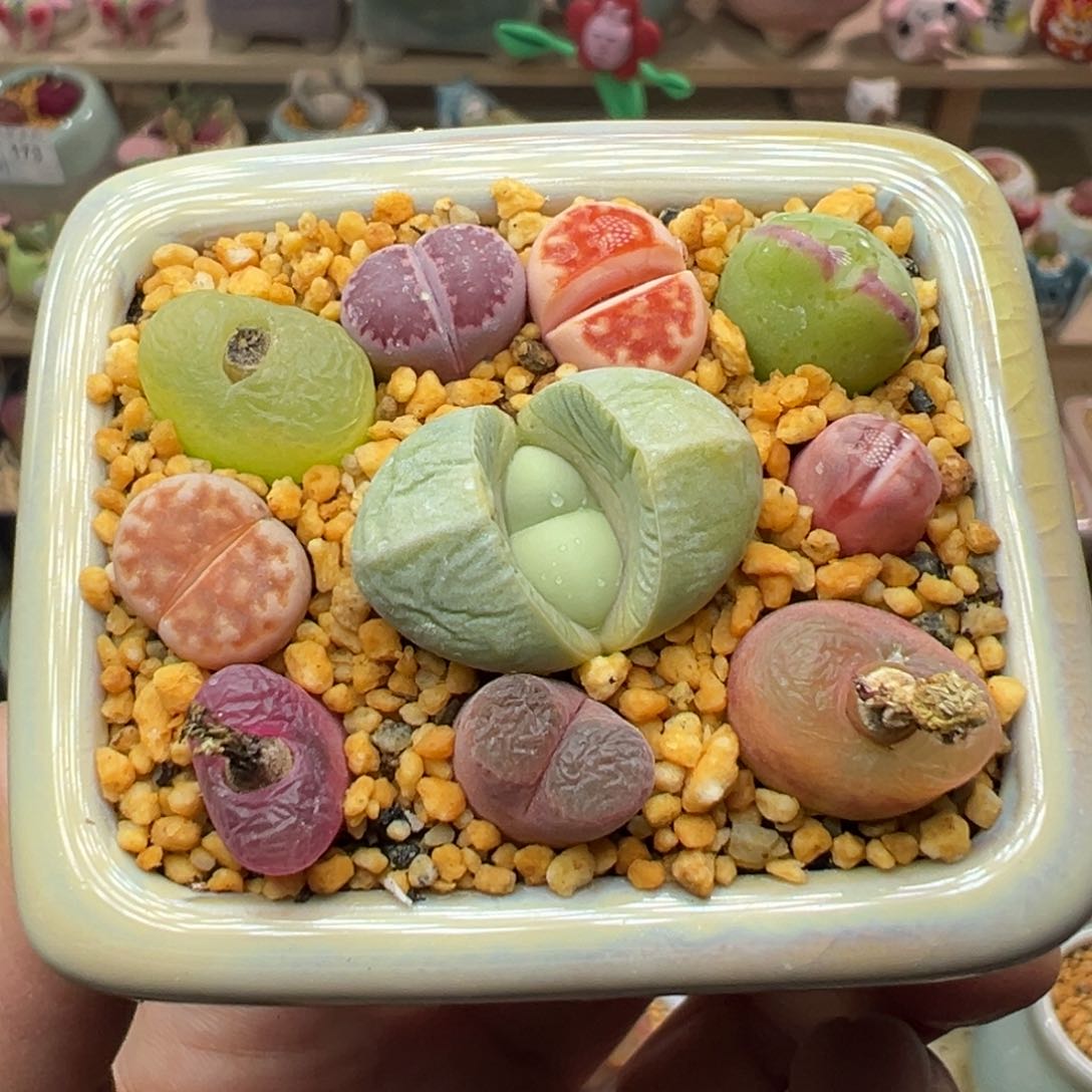 多肉植物182号彩色拼盘