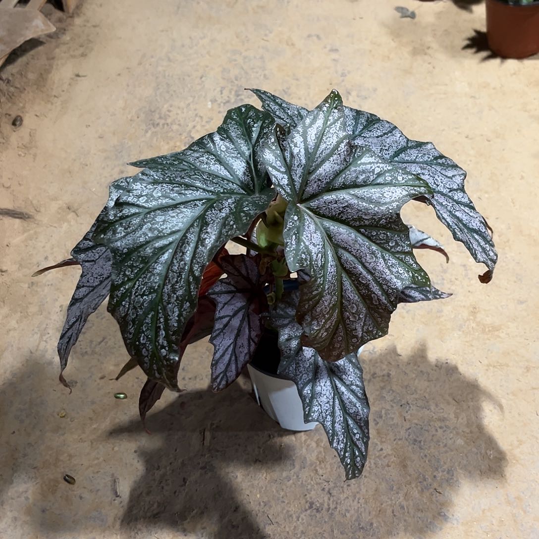 不开花植物迪米特里内蒙