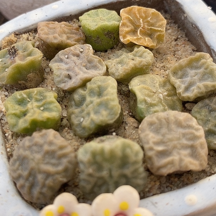 大方烧1颗。         
