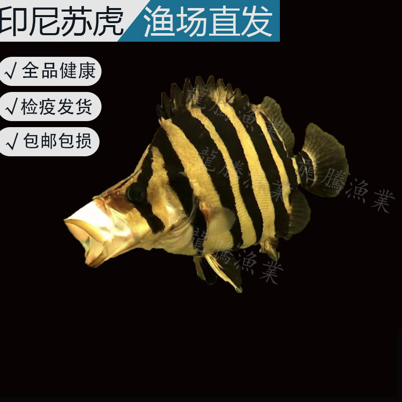 苏门答腊三纹虎四纹虎虎鱼热带观赏鱼