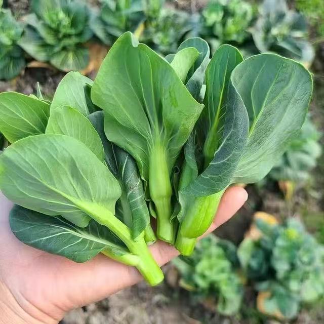 霜打青菜苔湖北霜冻青菜上海苏州青小青仔露天霜打矮脚菜白菜苔