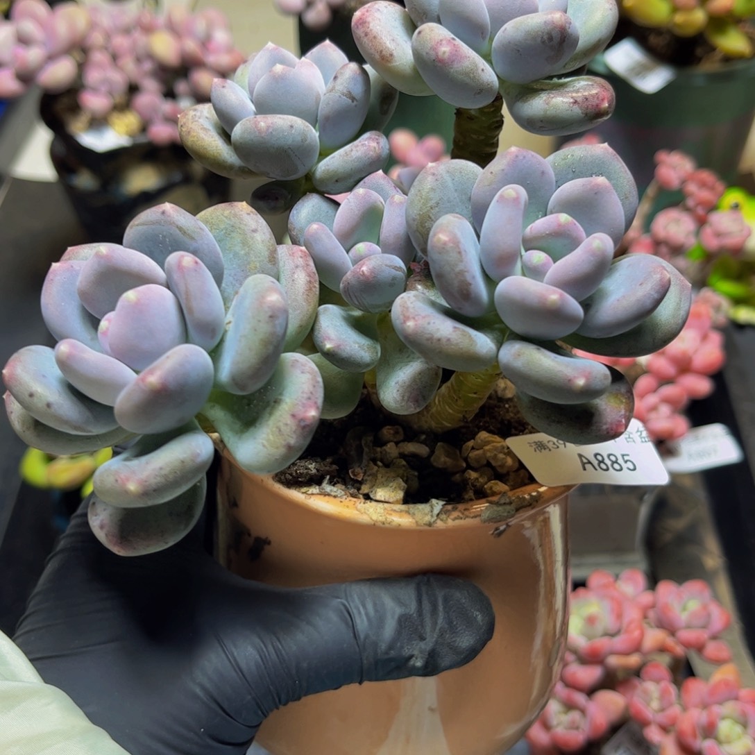 885咖啡美人14厘米多肉