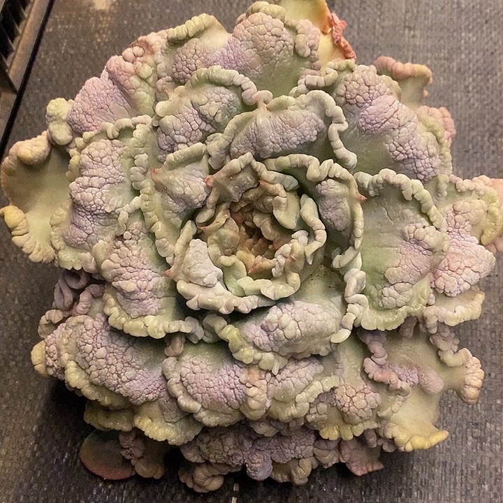 多肉植物肉肉植物肉肉