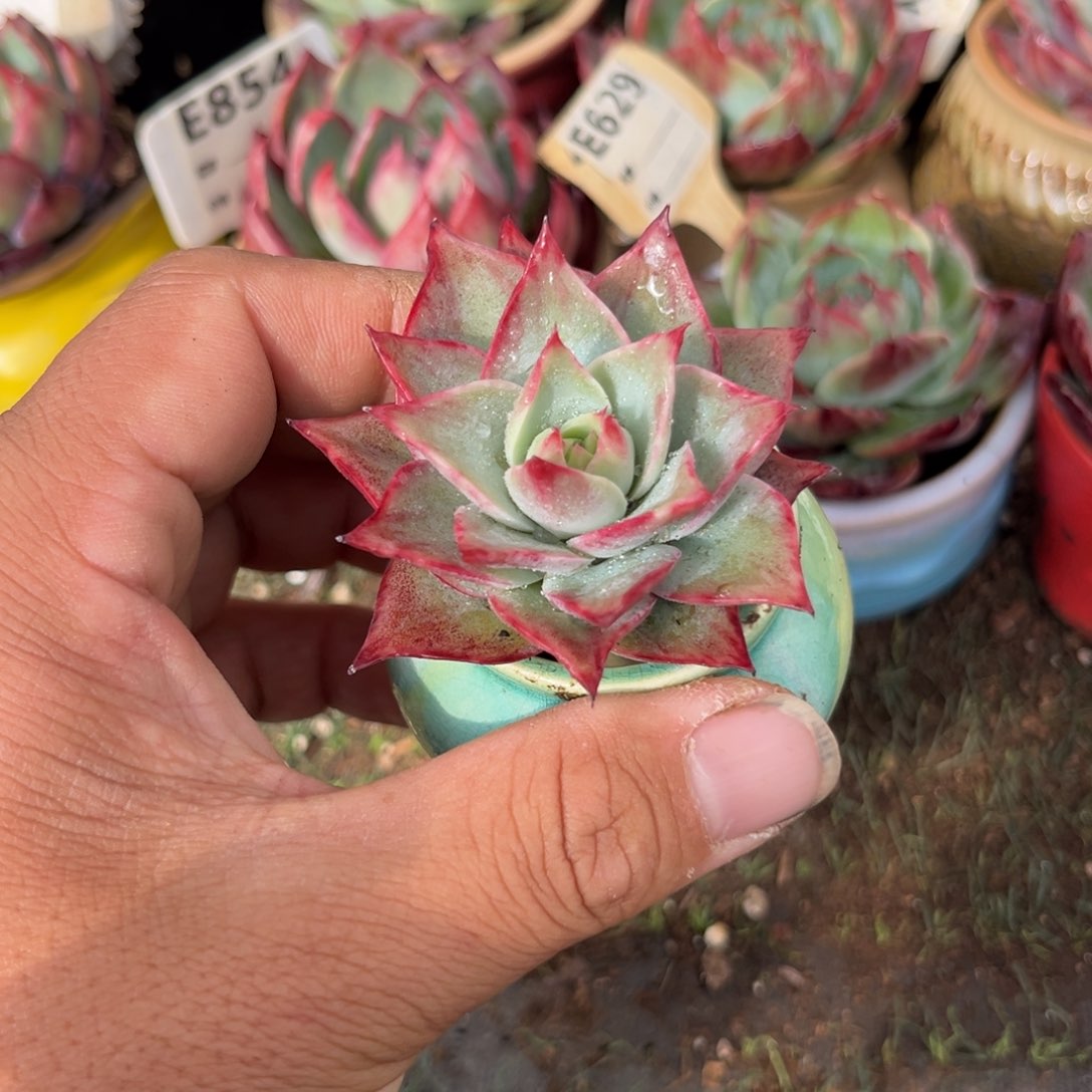 惊鸿一瞥多肉植物