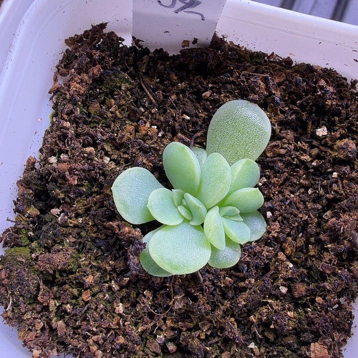 ****$闪灵五公分盆口双头