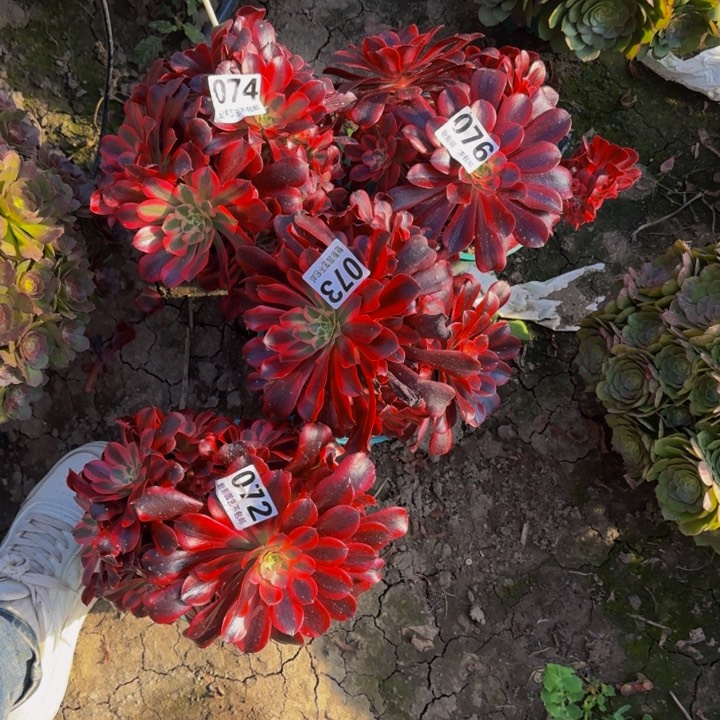 美杜莎花29-35包邮花花