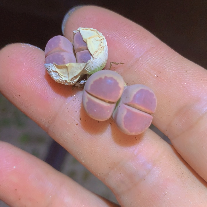 5888888888868996666555