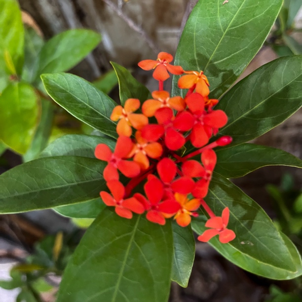 海岛龙船花花卉绿植盆栽四季开花室内外办公室茶室家居（一物一拍）
