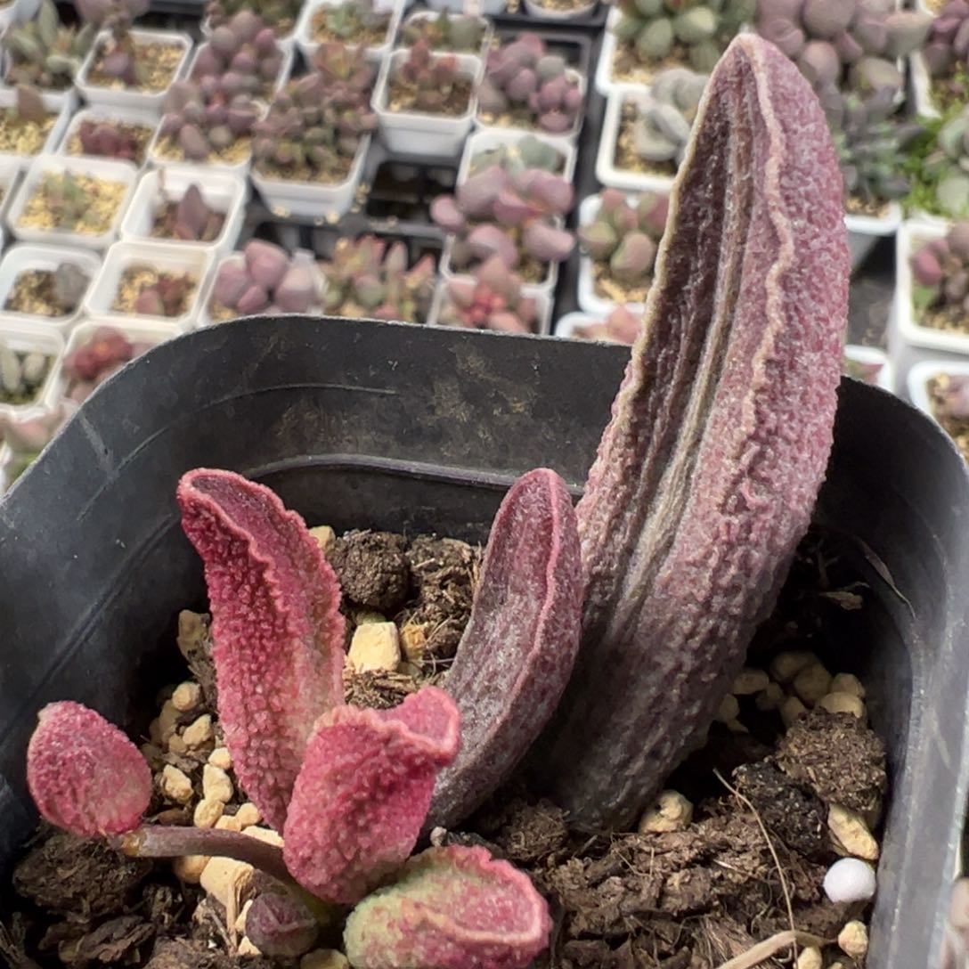 财神大苗多肉植物水泡