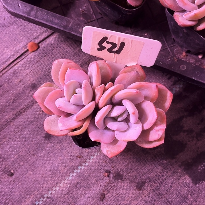 我是第一百个为玉童子应援哒啦