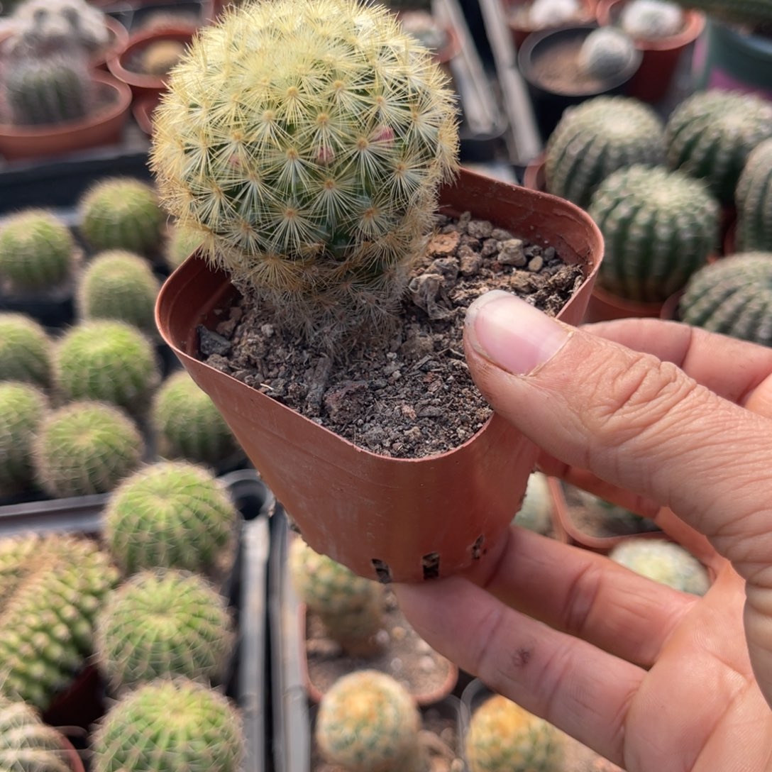 公***⁸多肉植物仙人球系列