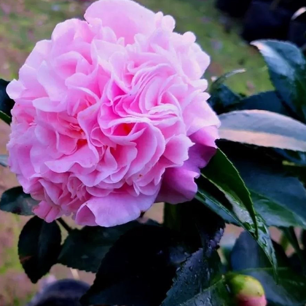 香妃茶花盆栽浓香型茶花树苗南北方室内耐寒花卉四季常青植物好养