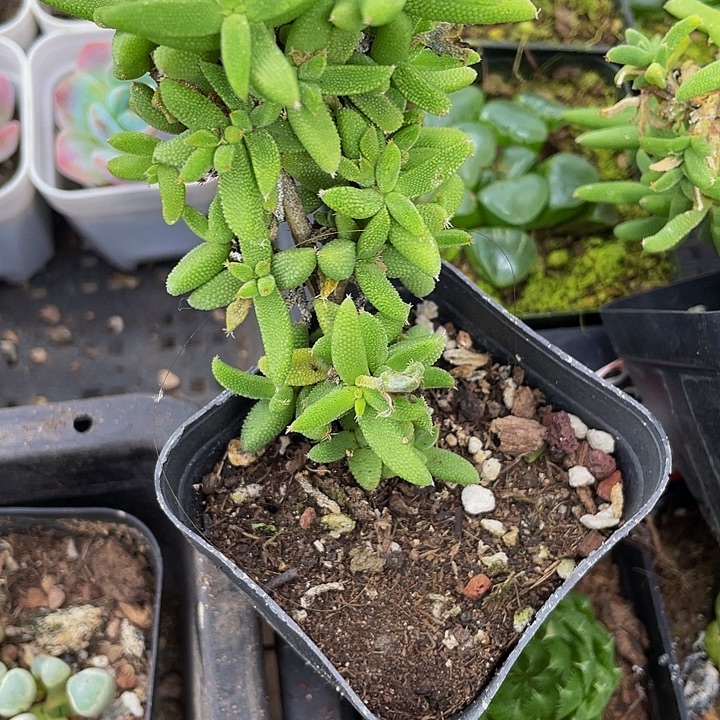 大玉米枝干带盆土发货