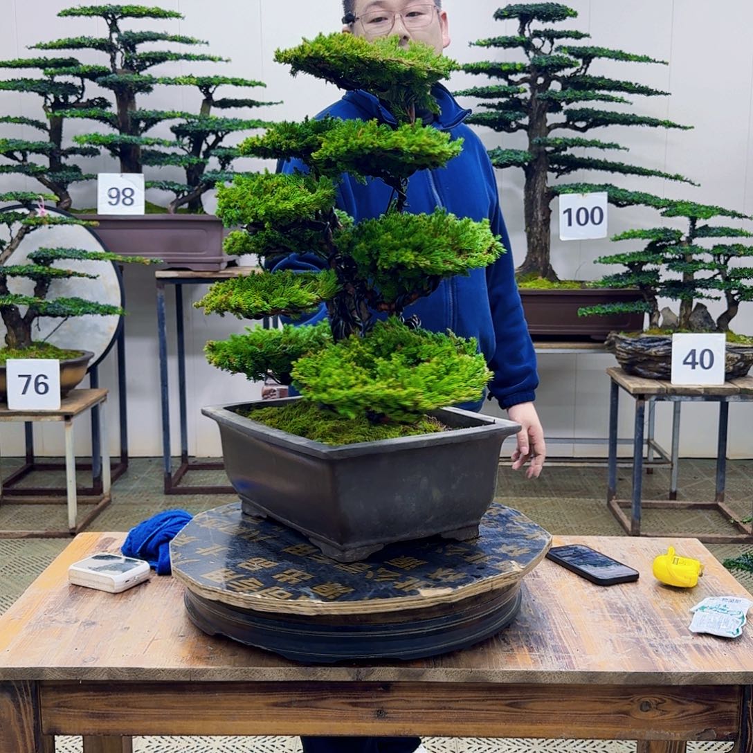 无花朵柏树造型盆景