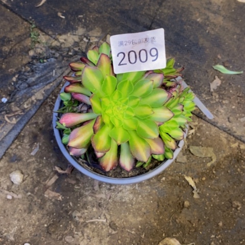 铜彦多肉植物2009